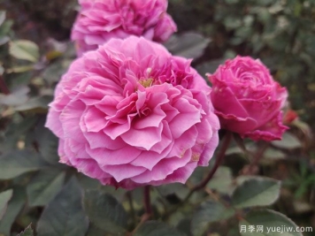 花盆种月季如何长好？挑品种浇好水施好肥