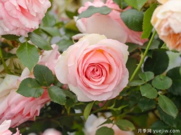 月季花如何施肥能花多色艳？月季施肥时间注意点