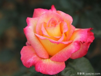 希腊之乡月季/希拉之香月季