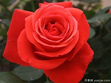 花友宝典，月季养护要点说明书