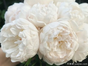 温彻斯特大教堂月季