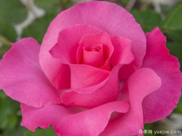 麦卡尼之花月季