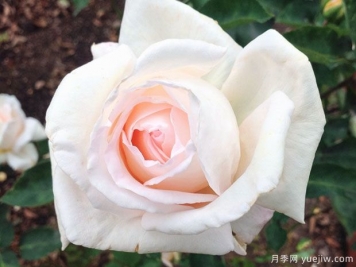 娇兰百乐花园月季/百花乐园月季