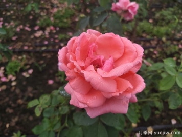 植物的相克要注意，种植讲方法