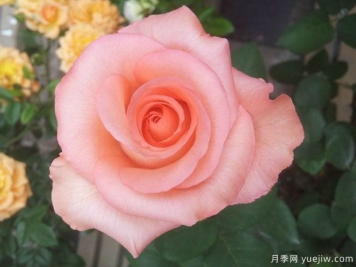 唐红月季(中国)