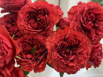 唐红月季(日本)