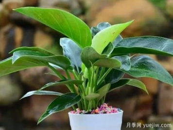 ​大叶金钻冬天的养护办法和注意事项