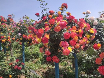 月季花怎么养好很简单？总结养护管理要点