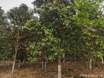 广玉兰落叶子秃顶的造成原因？根系生长环境是关键