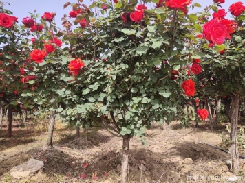 苗木种植和移栽养护注意事项，技术17问