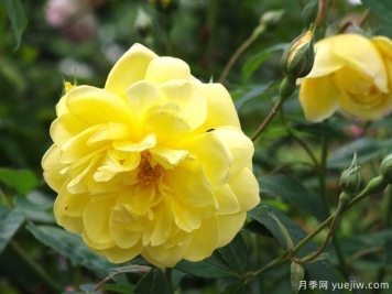 布莱斯之魂月季