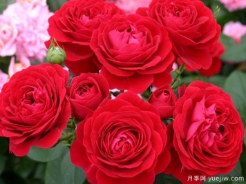红色花环月季