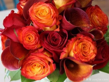 皇家花环月季/皇家马戏团月季