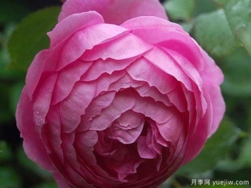 艾伦蒂施马奇月季