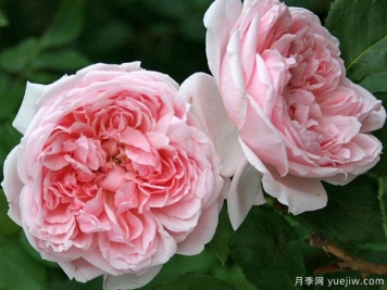 凯瑟琳莫利月季