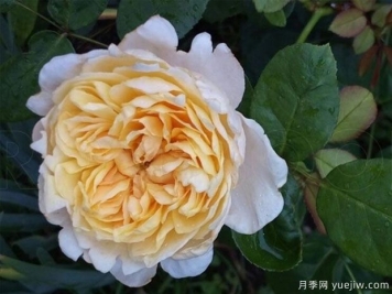 善举月季/切尔提/慈善(黄色)