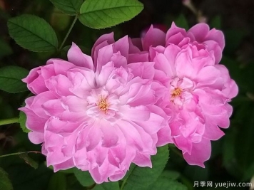 沃尔特斯科特爵士月季