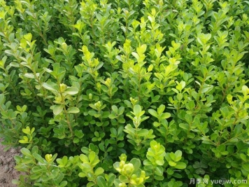 常绿苗木移栽的6个注意事项