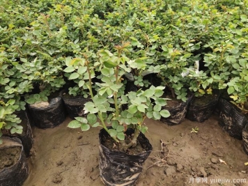 月季施肥过量产生肥害如何补救？用对方法轻松解决