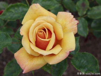 美好时光月季/百丽美女/贝里美女