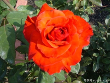 卡美拉月季/卡玛拉月季