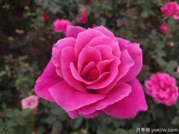 耐寒且一年四季开花的花卉