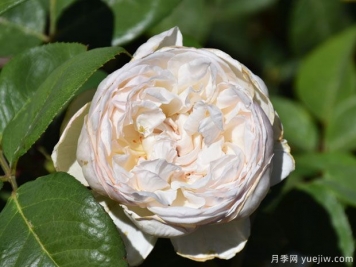 马瑞安吉拉月季