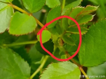 月季盲芽的识别与原因，要不要抹芽？