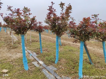 3月要为月季打理枝梢，让第一波花怒放