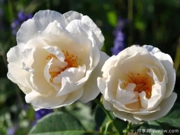 坎迪达月季/修女月季