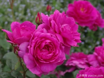 文洛克月季温洛克月季