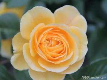 吉恩蒂尔尼月季