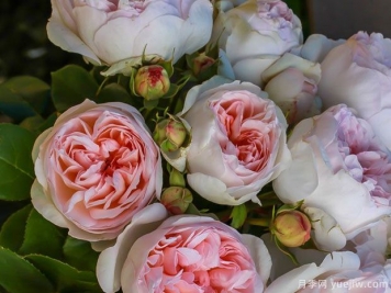 致命诱惑月季/公主面纱月季