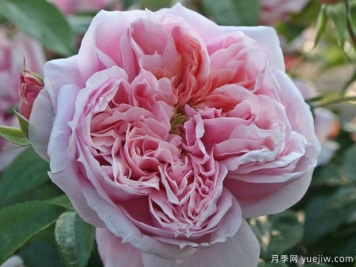 美丽的少女月季