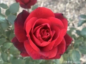 巴克罗月季/禁忌月季