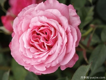 粉色天梯月季