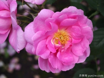 爱月季(奥斯汀)