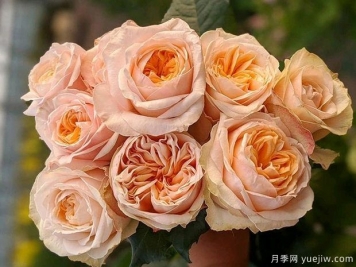 维多利亚蜜桃月季