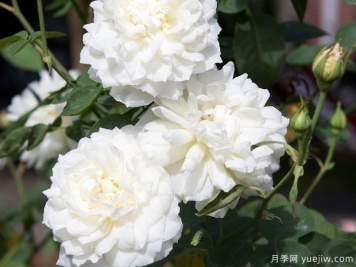 维多利亚公主月季