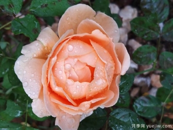 克吕尼修道院月季