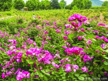 淮南月季市花文化和景观图集