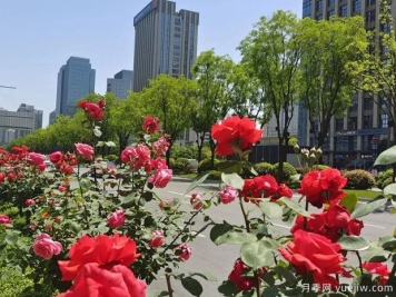 西安月季花开满城艳，精细管养打造城市景观