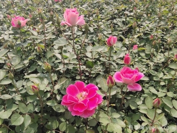 月季花是浇水死的吗？掌握正确的浇水姿势