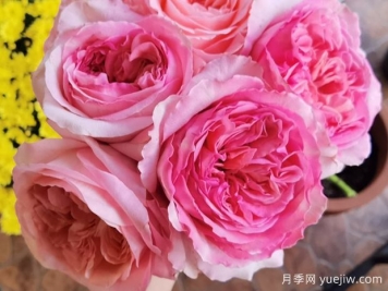 粉色爆炸月季