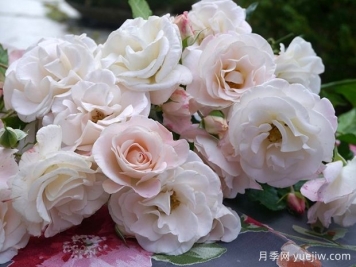 弗朗索瓦教皇月季