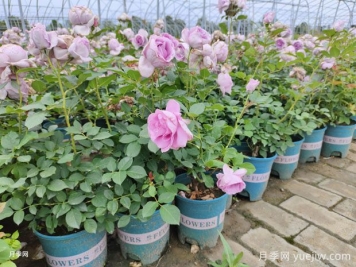 秋天如何养护盆栽月季？