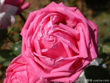 奥古斯特雷诺阿月季