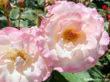 马蒂尔达月季/玛蒂尔达月季