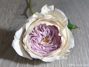 珍珠牛奶月季/珍珠奶茶/银河珍珠