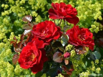 地平线月季(诺克)